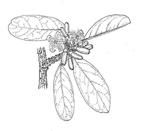 Ximenia afra var. afra