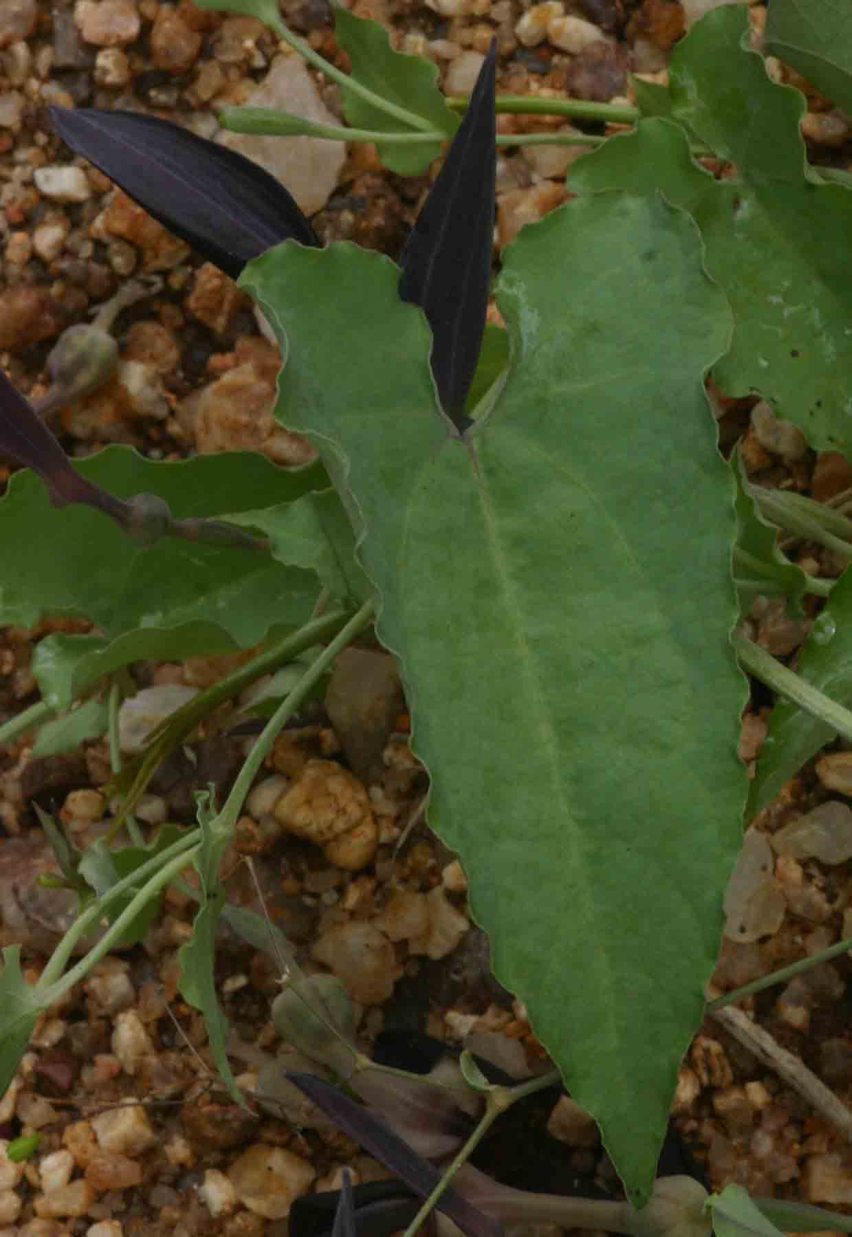 Aristolochia albida Aristolochia albida