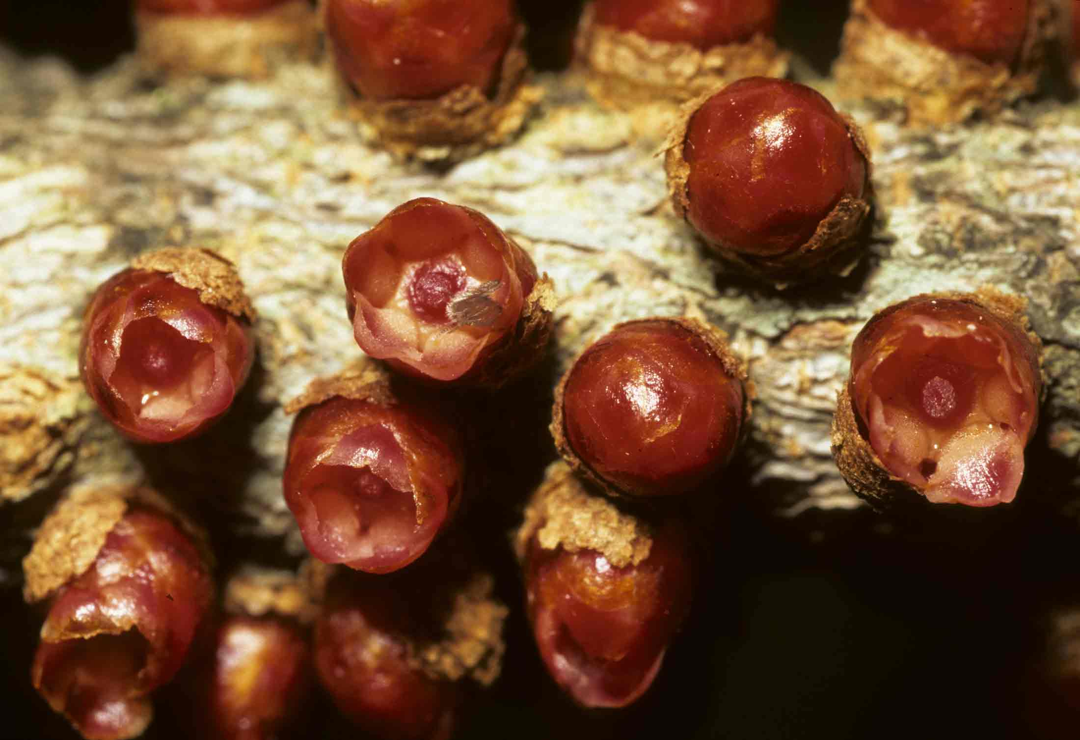 Pilostyles aethiopica Pilostyles aethiopica