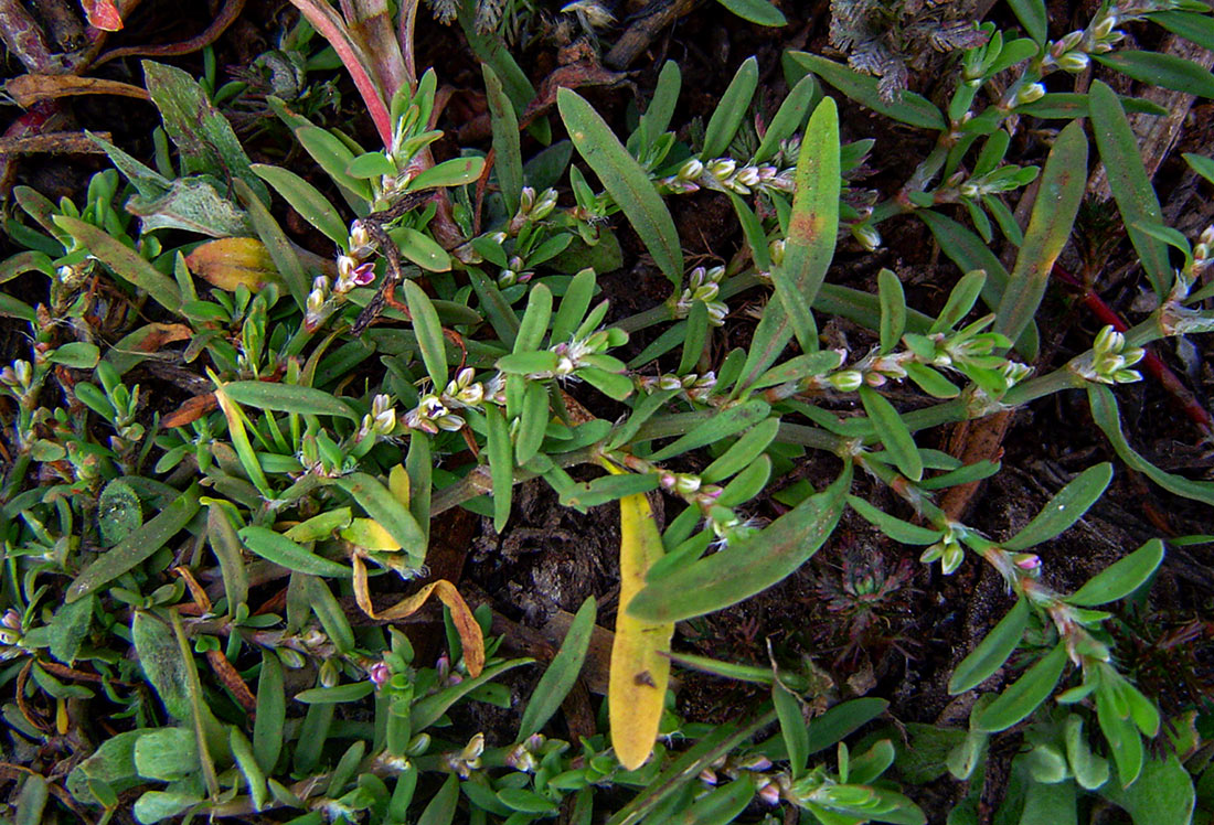 Polygonum plebeium Polygonum plebeium