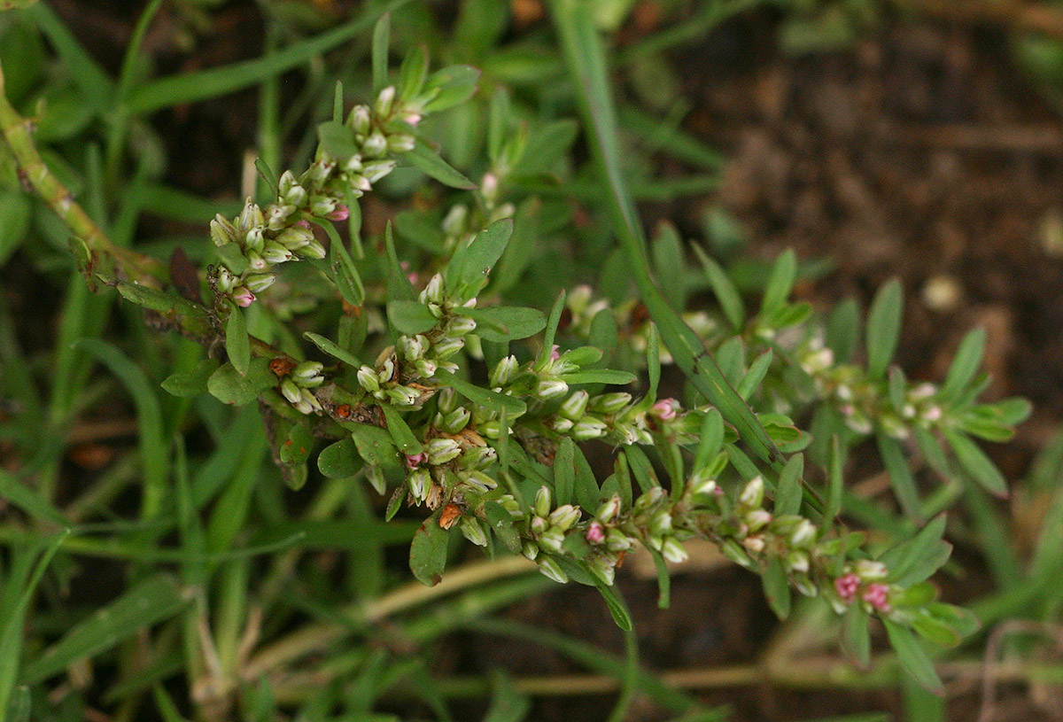 Polygonum plebeium Polygonum plebeium
