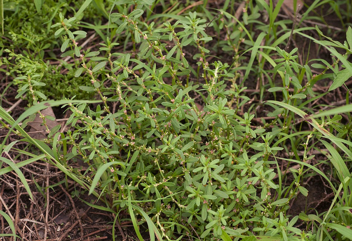 Polygonum plebeium Polygonum plebeium