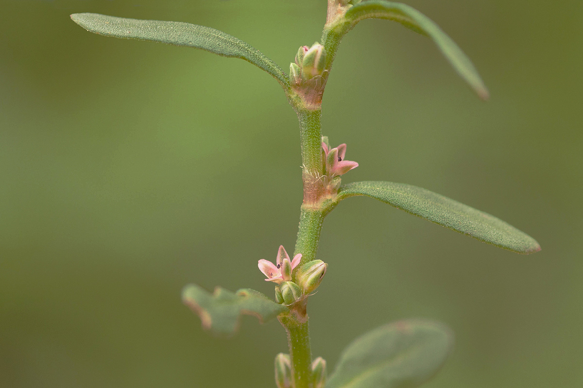 Polygonum plebeium Polygonum plebeium