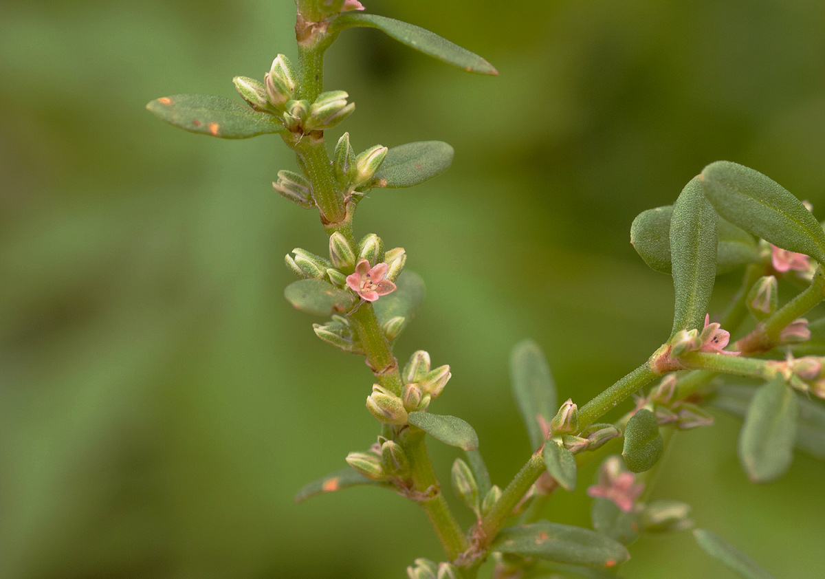 Polygonum plebeium Polygonum plebeium