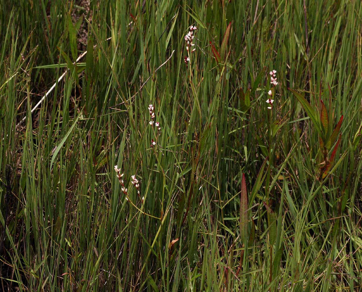 Persicaria strigosa Persicaria strigosa