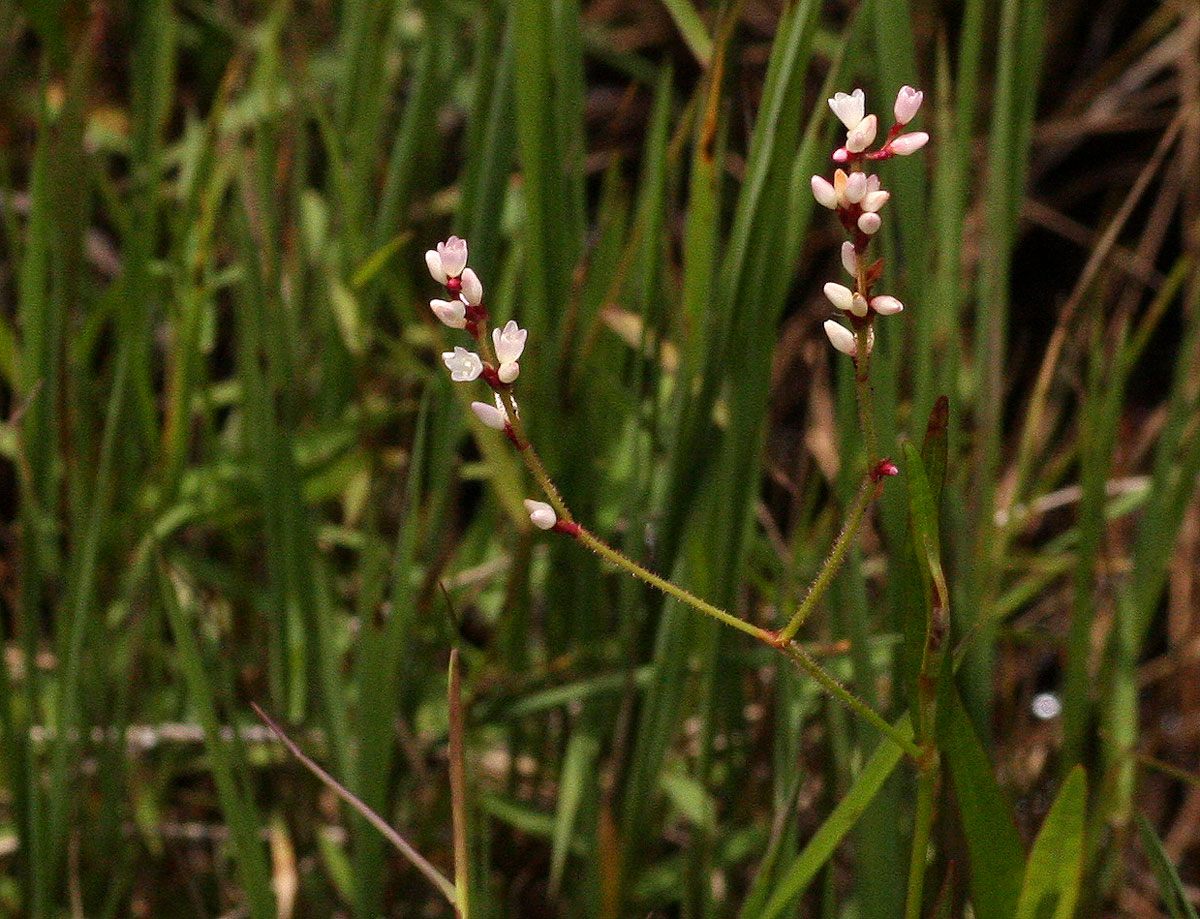 Persicaria strigosa Persicaria strigosa