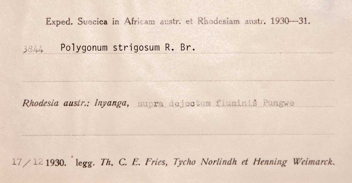 Persicaria strigosa