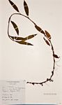 Persicaria strigosa