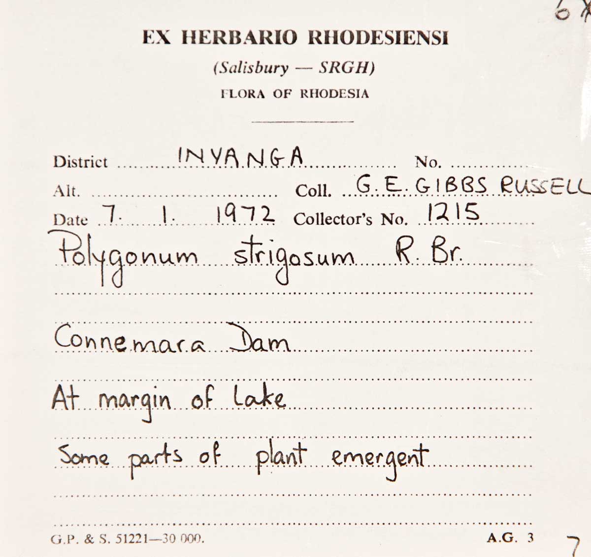 Persicaria strigosa Persicaria strigosa