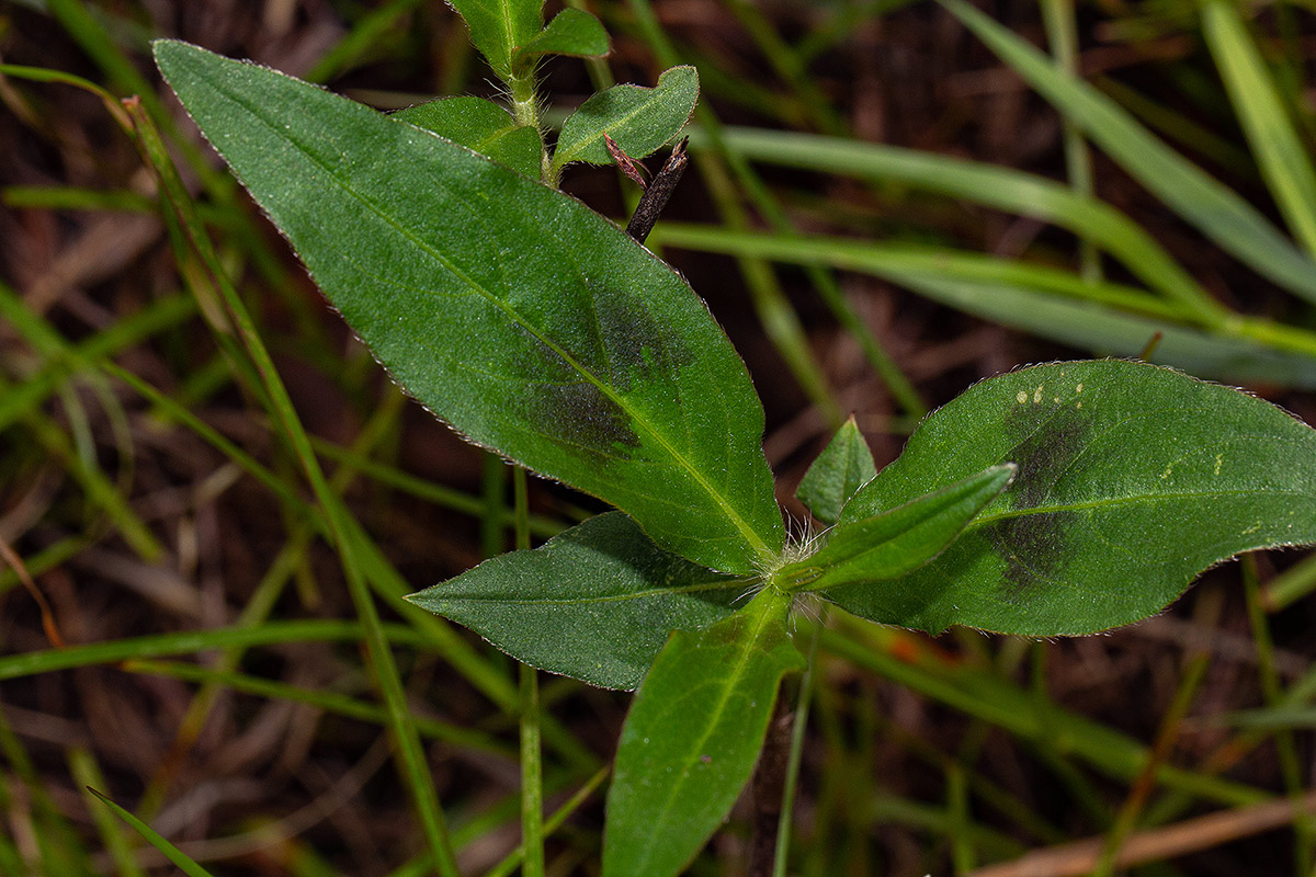Persicaria madagascariensis Persicaria madagascariensis