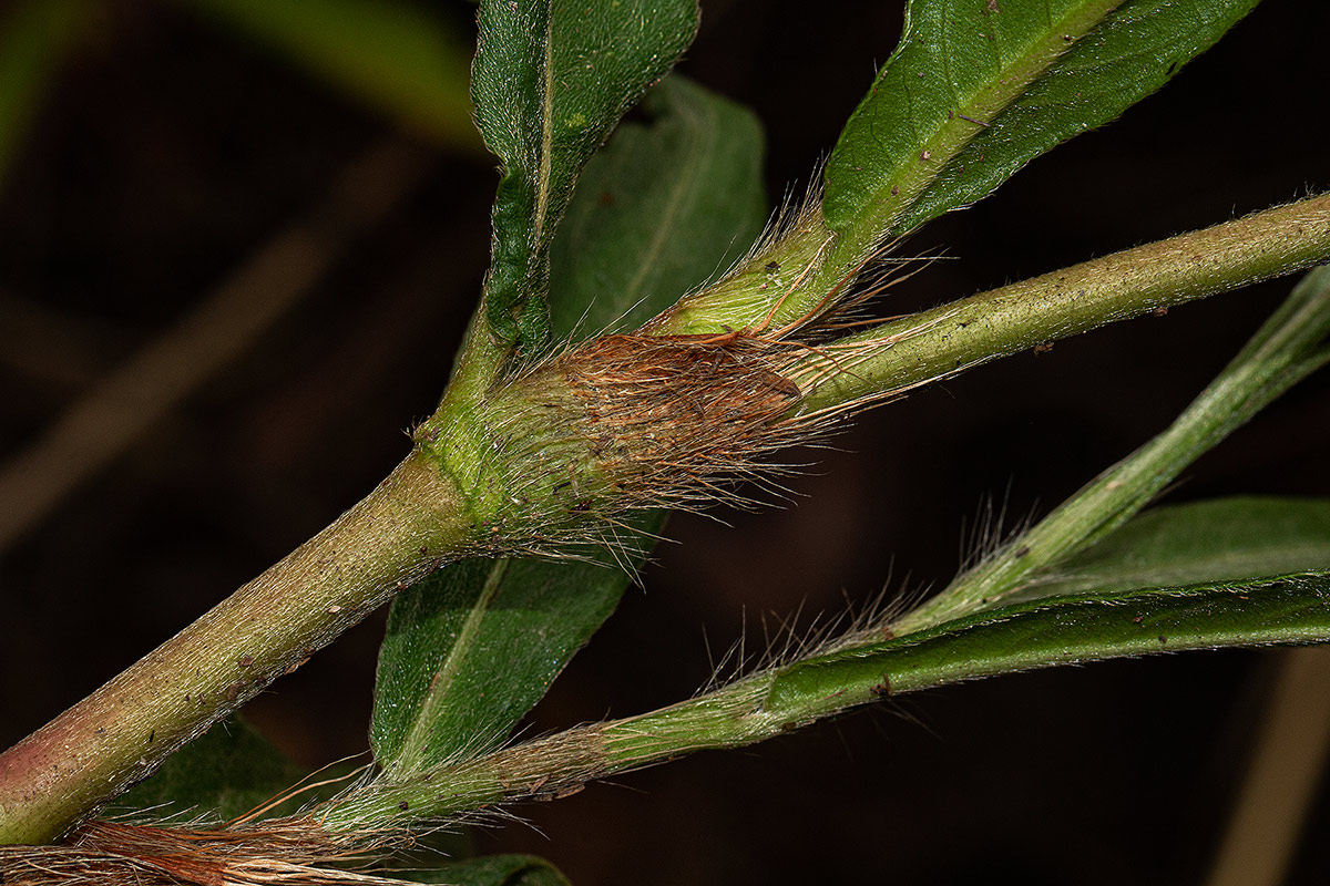 Persicaria madagascariensis Persicaria madagascariensis