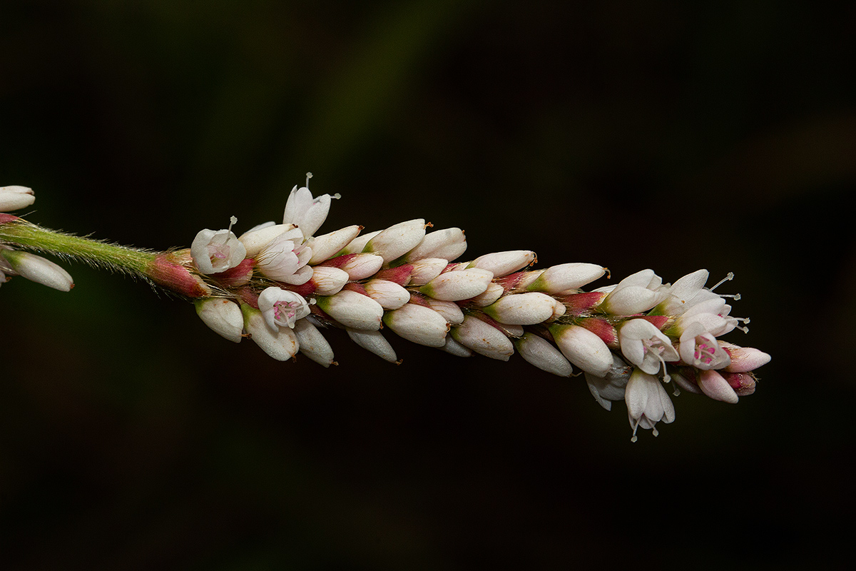 Persicaria madagascariensis Persicaria madagascariensis