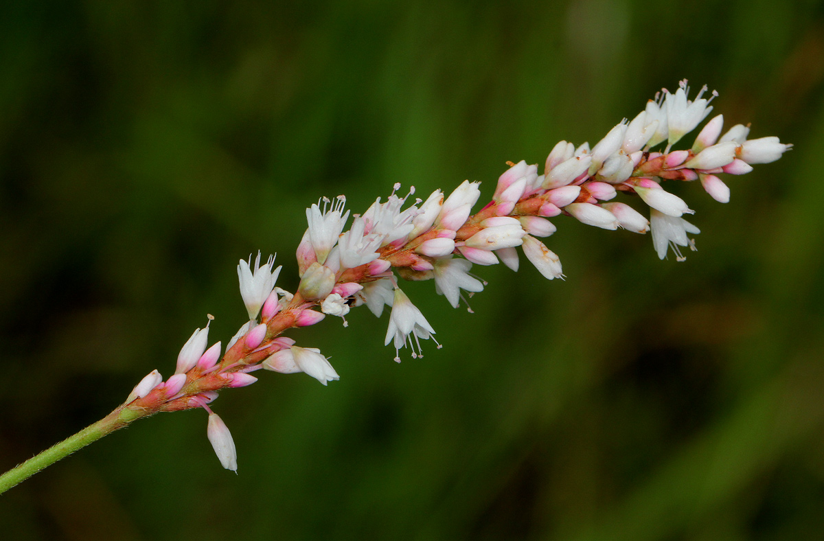 Persicaria madagascariensis Persicaria madagascariensis