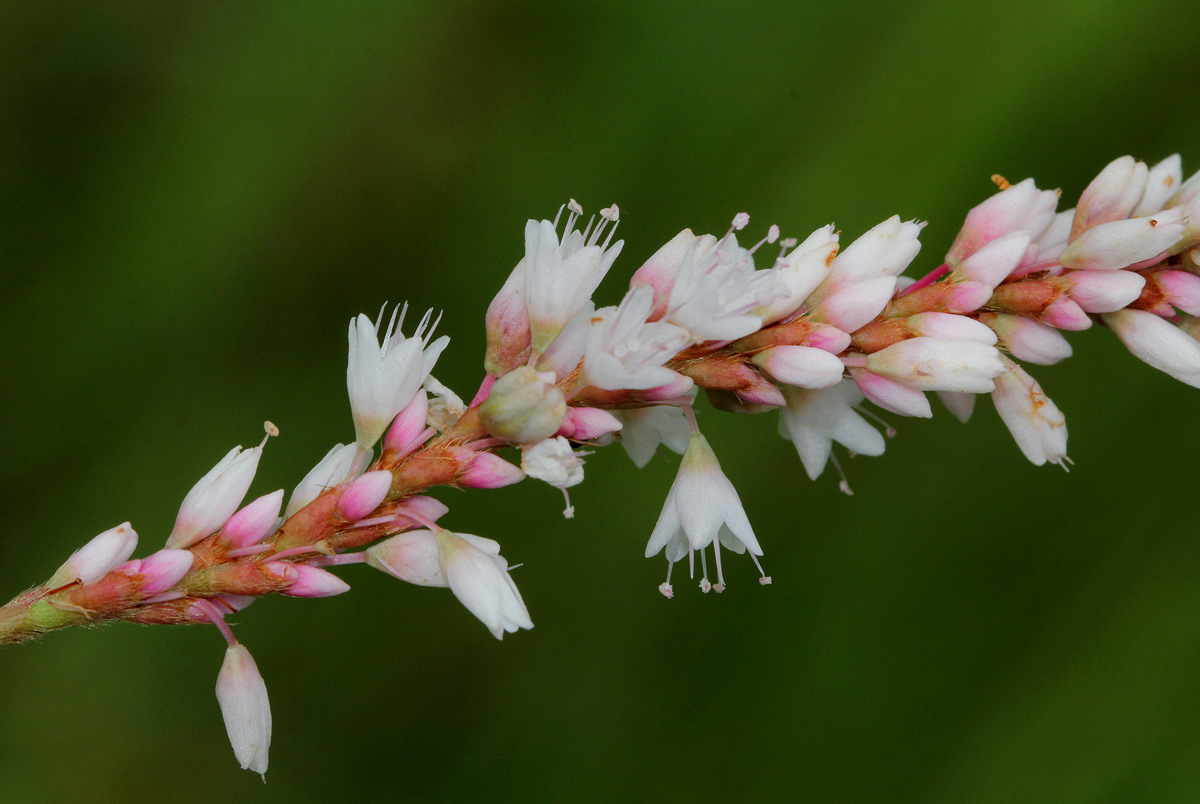 Persicaria madagascariensis Persicaria madagascariensis