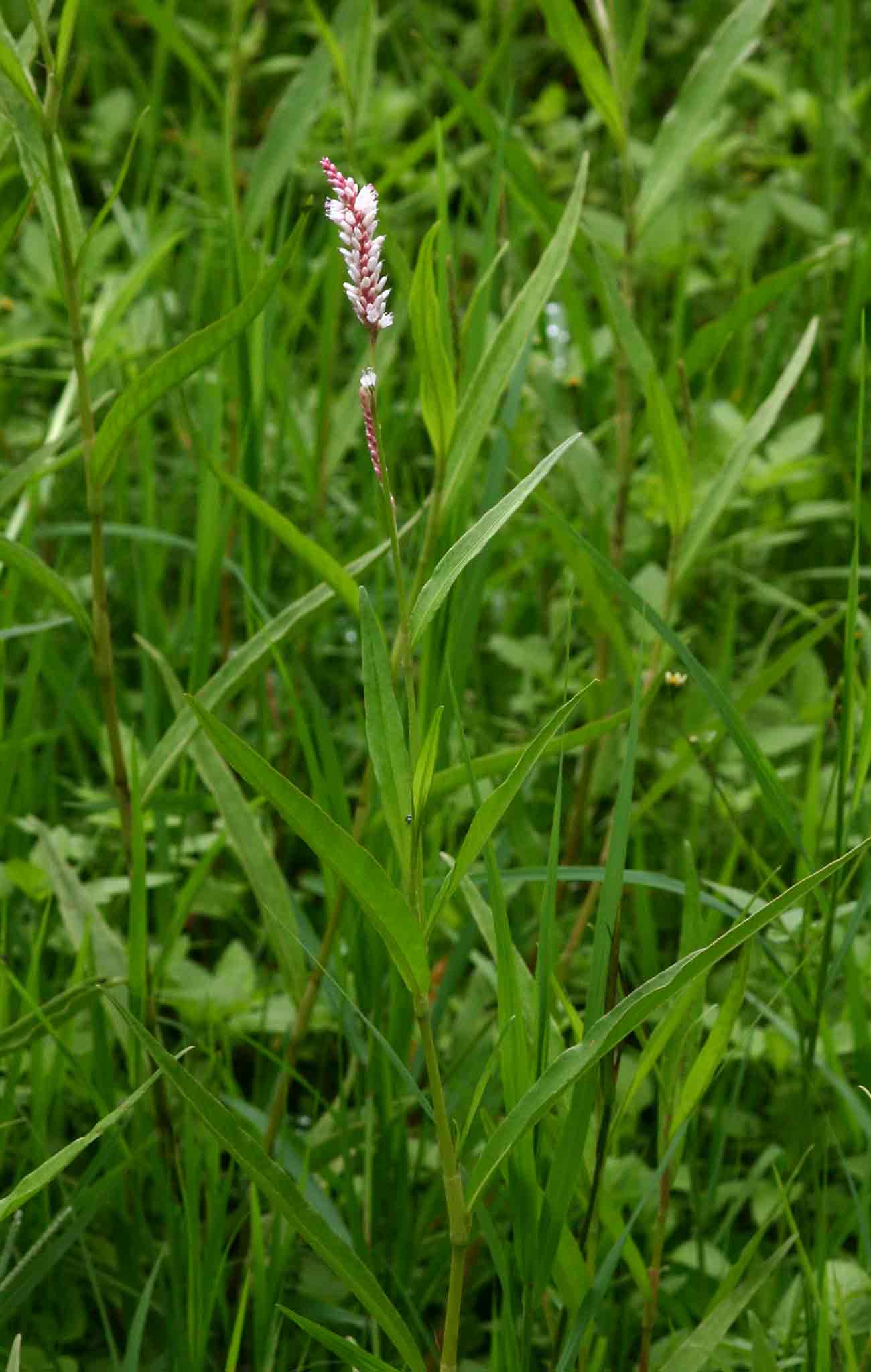 Persicaria madagascariensis Persicaria madagascariensis