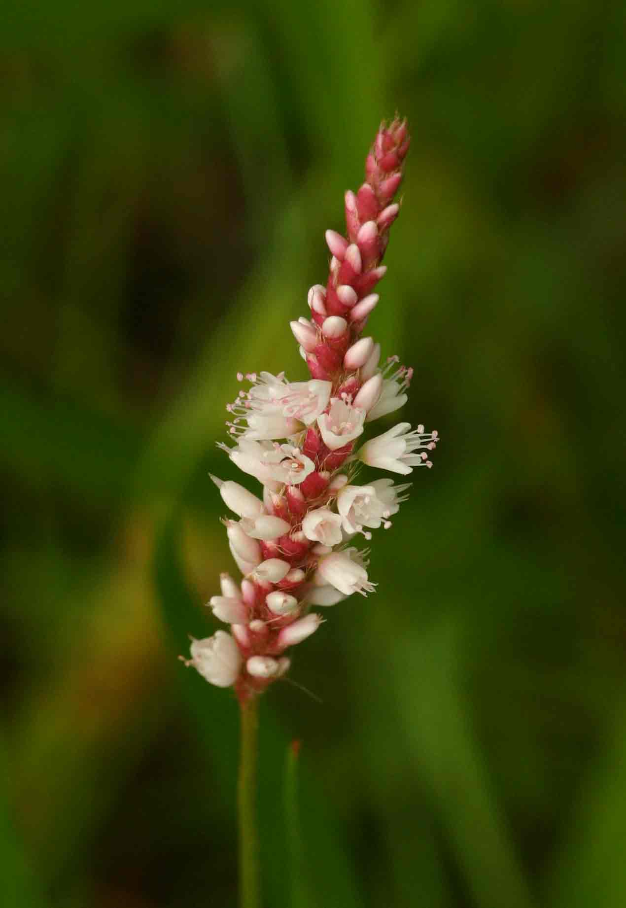 Persicaria madagascariensis Persicaria madagascariensis