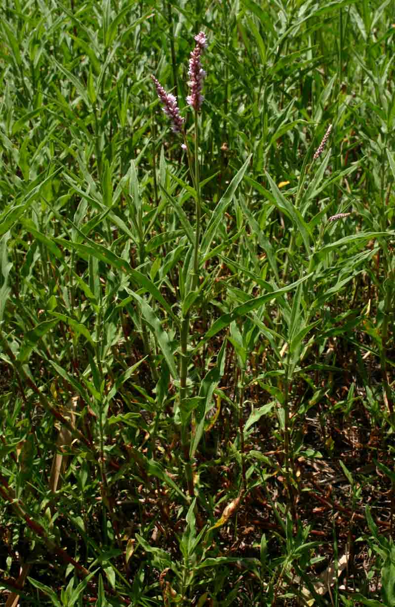 Persicaria limbata Persicaria limbata