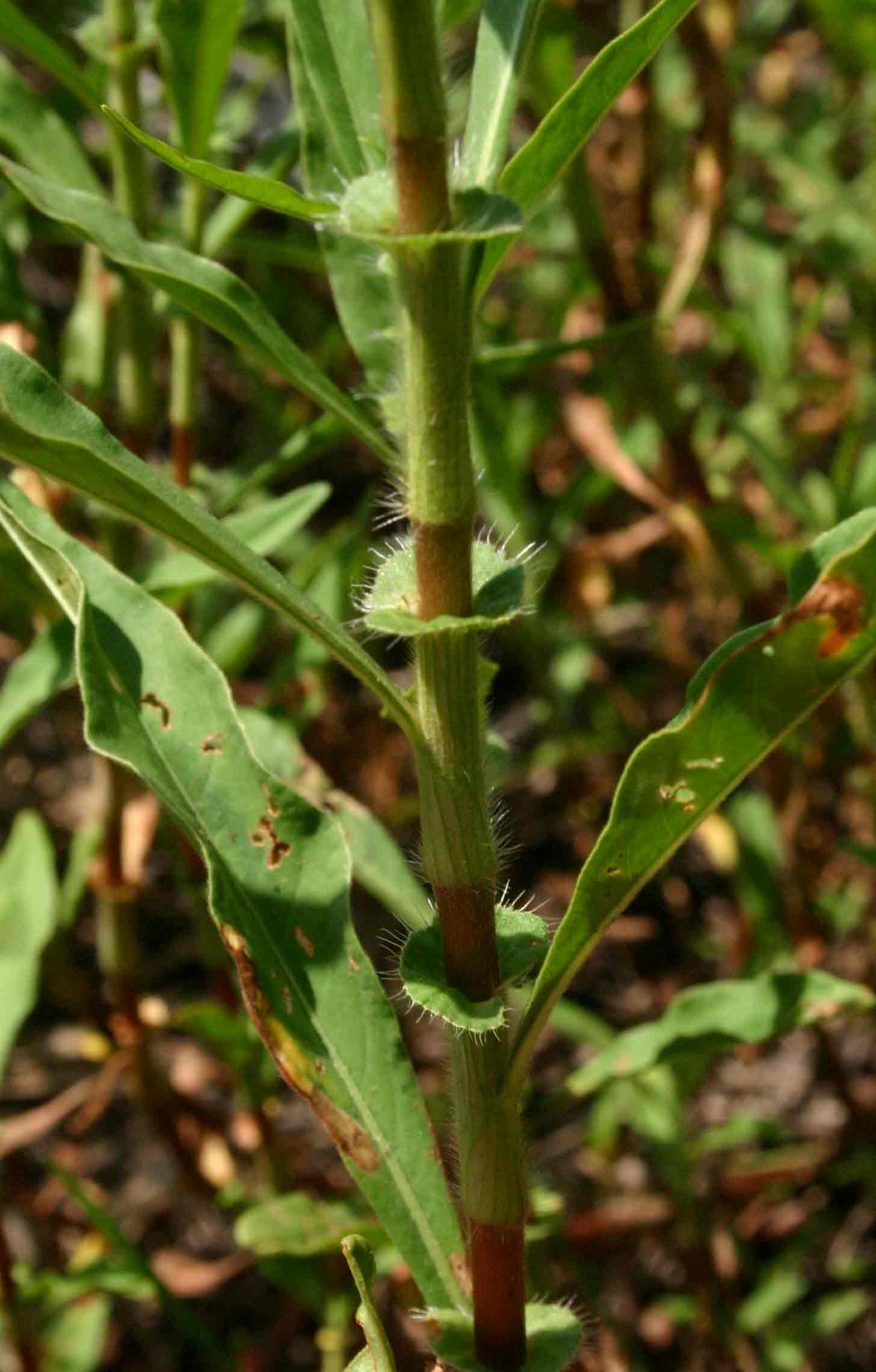Persicaria limbata