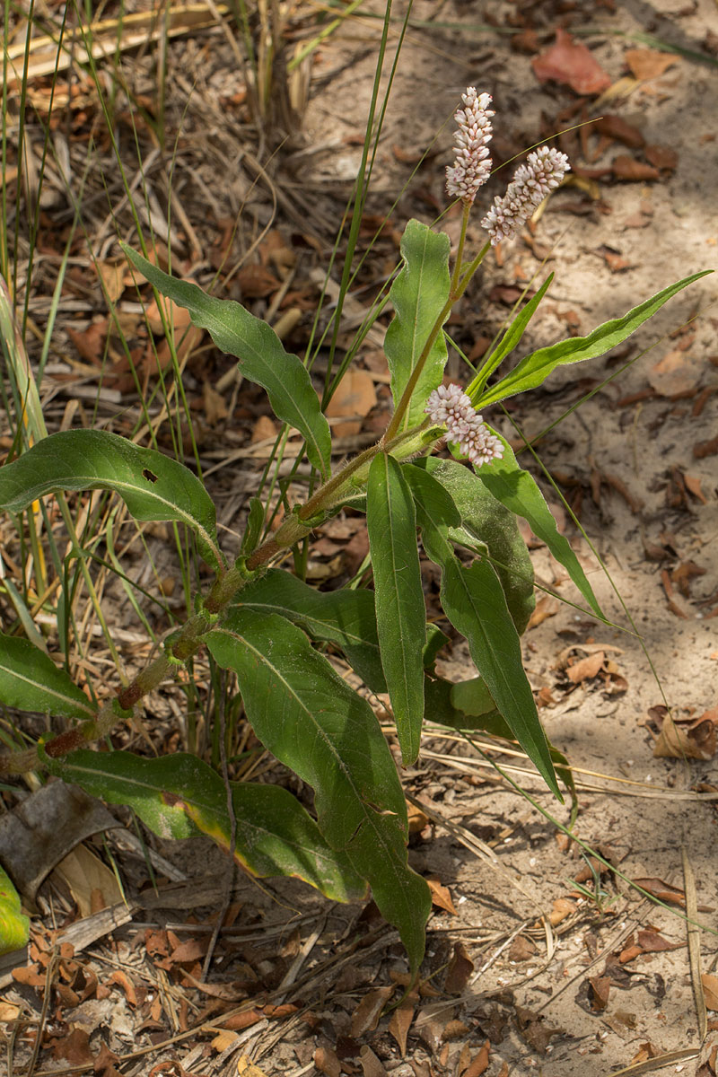 Persicaria limbata Persicaria limbata