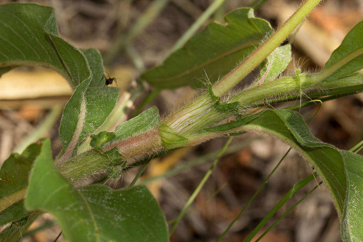Persicaria limbata Persicaria limbata