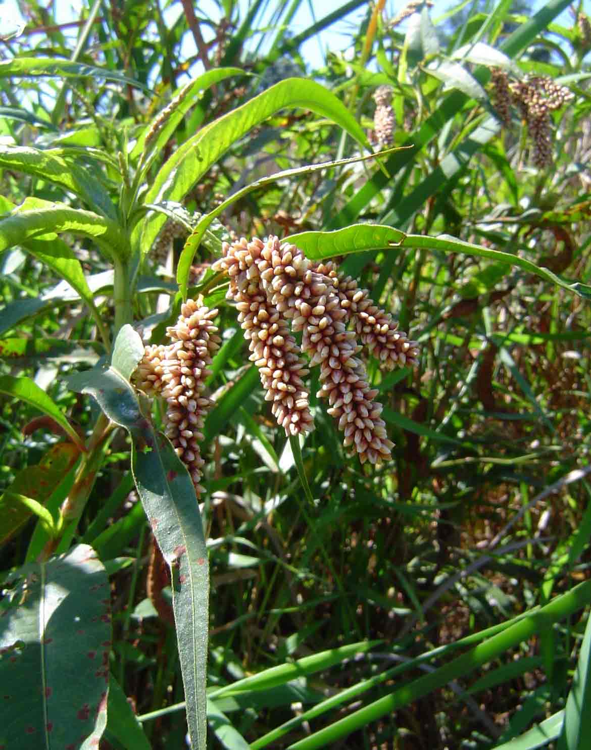 Persicaria senegalensis Persicaria senegalensis