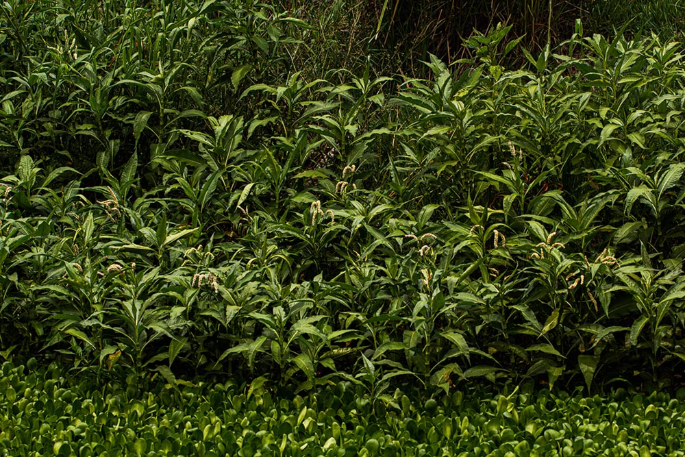 Persicaria senegalensis Persicaria senegalensis