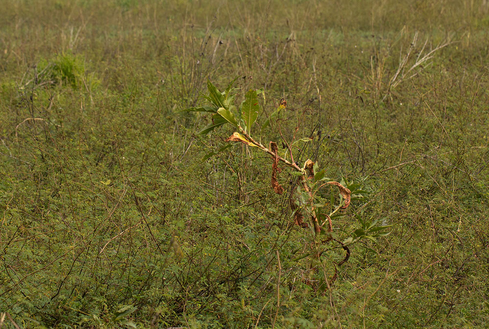 Persicaria senegalensis Persicaria senegalensis