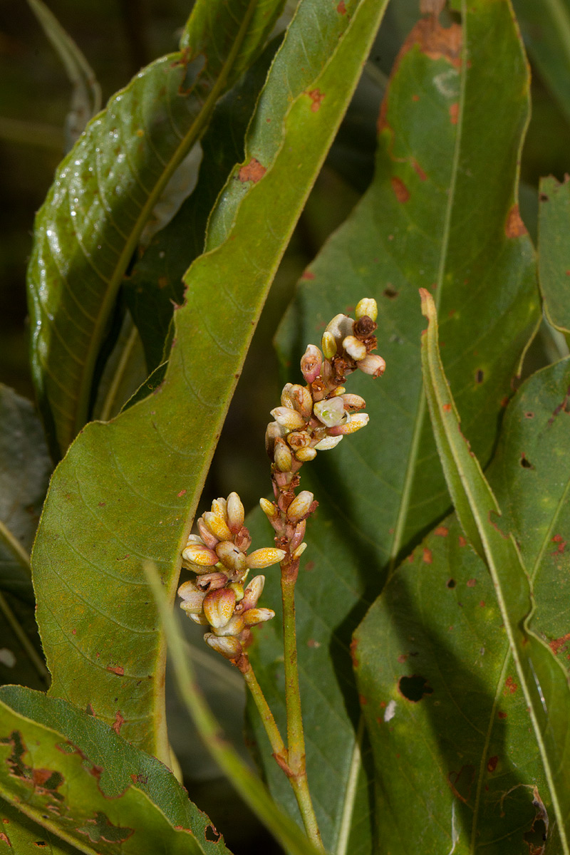 Persicaria senegalensis Persicaria senegalensis