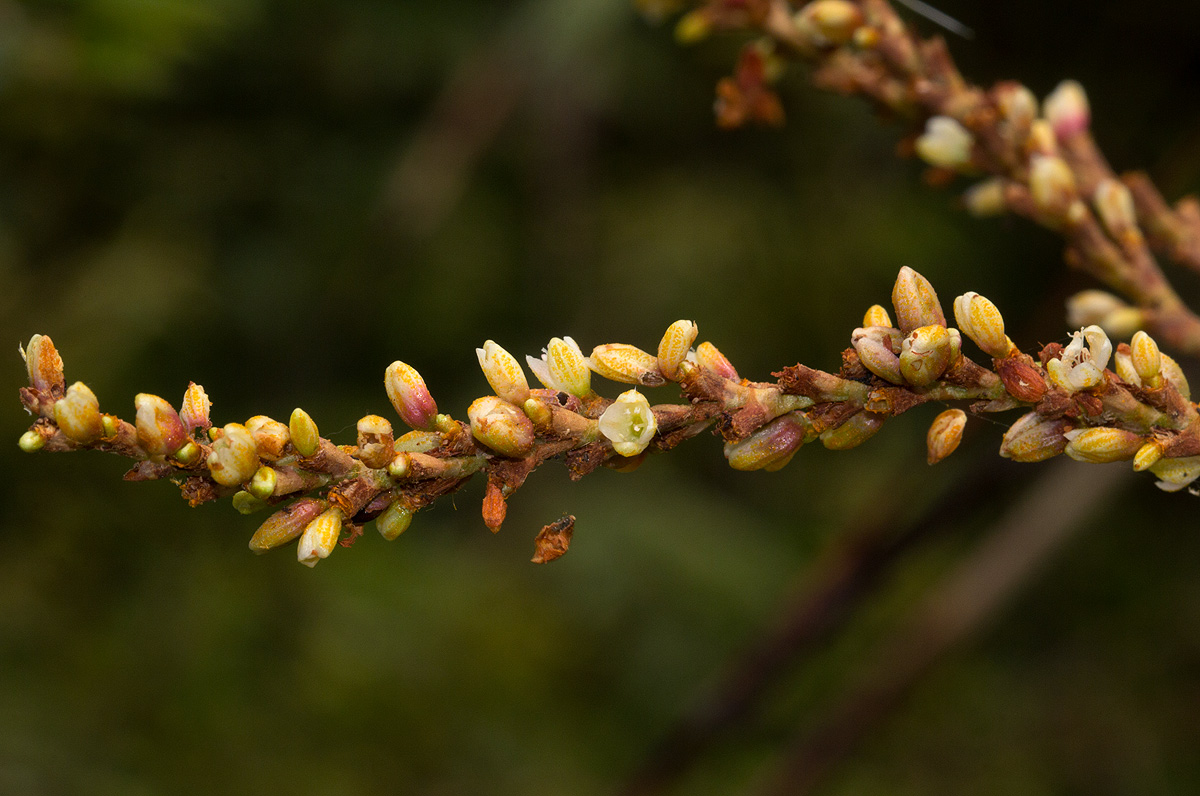 Persicaria senegalensis Persicaria senegalensis