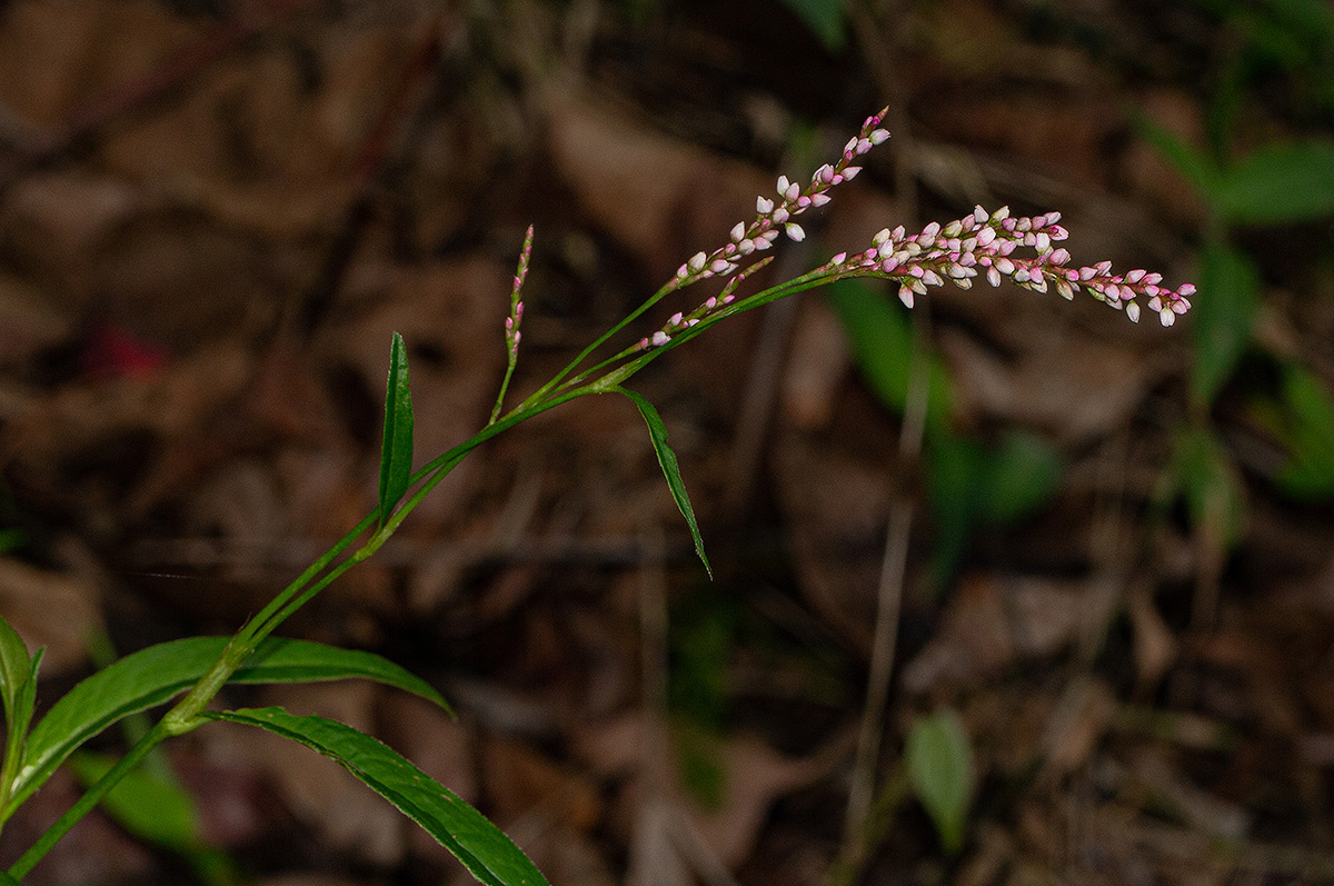 Persicaria decipiens Persicaria decipiens