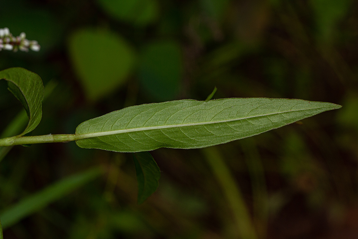 Persicaria decipiens Persicaria decipiens