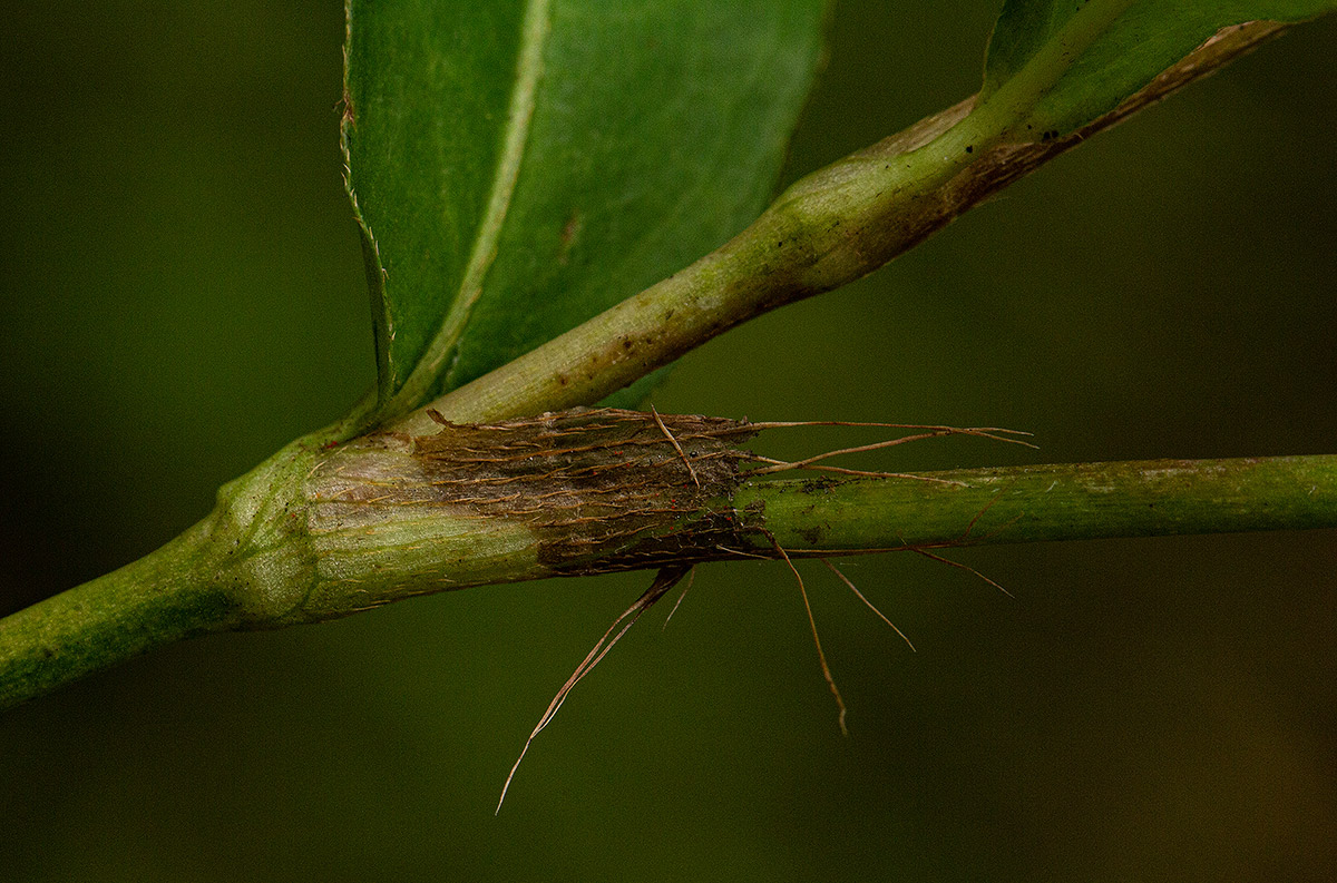 Persicaria decipiens Persicaria decipiens
