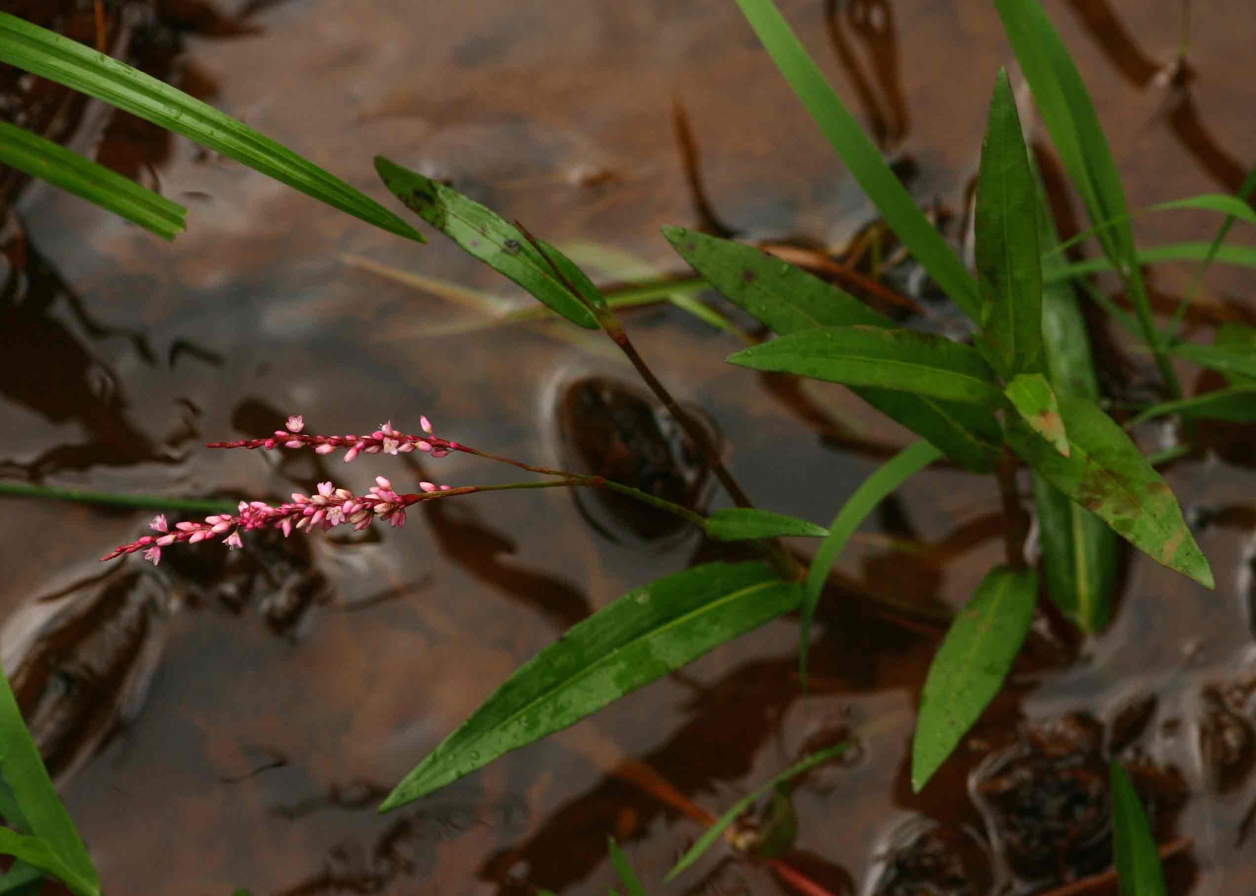 Persicaria decipiens Persicaria decipiens