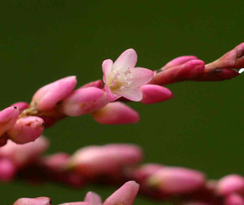 Persicaria decipiens Persicaria decipiens
