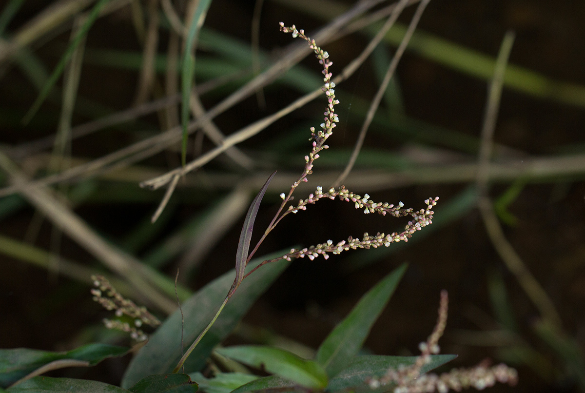 Persicaria decipiens