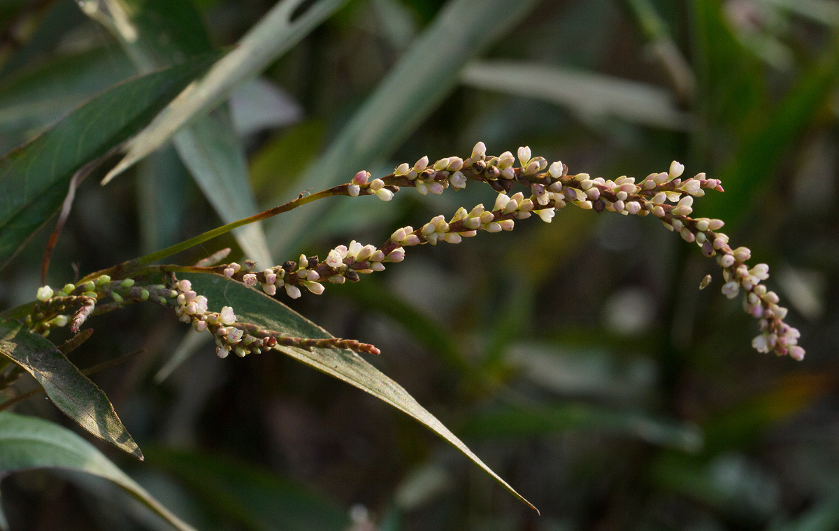 Persicaria decipiens Persicaria decipiens