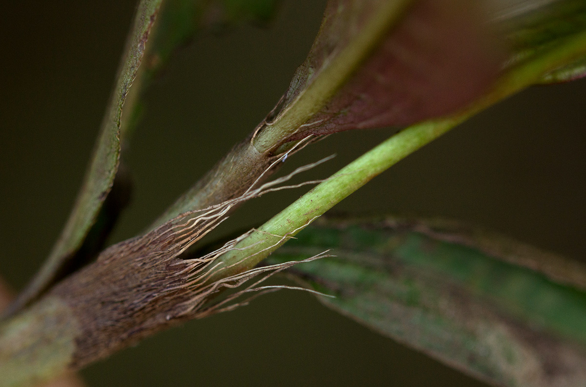 Persicaria decipiens Persicaria decipiens