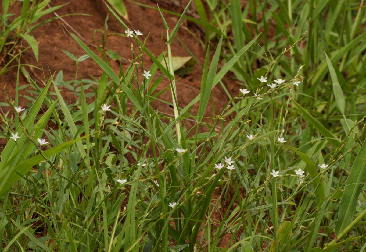 Oxygonum delagoense