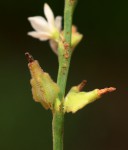 Oxygonum delagoense