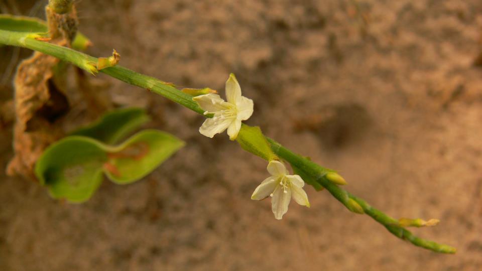 Oxygonum delagoense