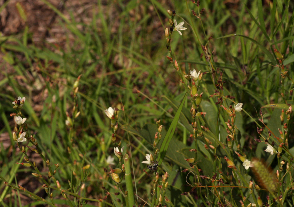 Oxygonum dregeanum Oxygonum dregeanum