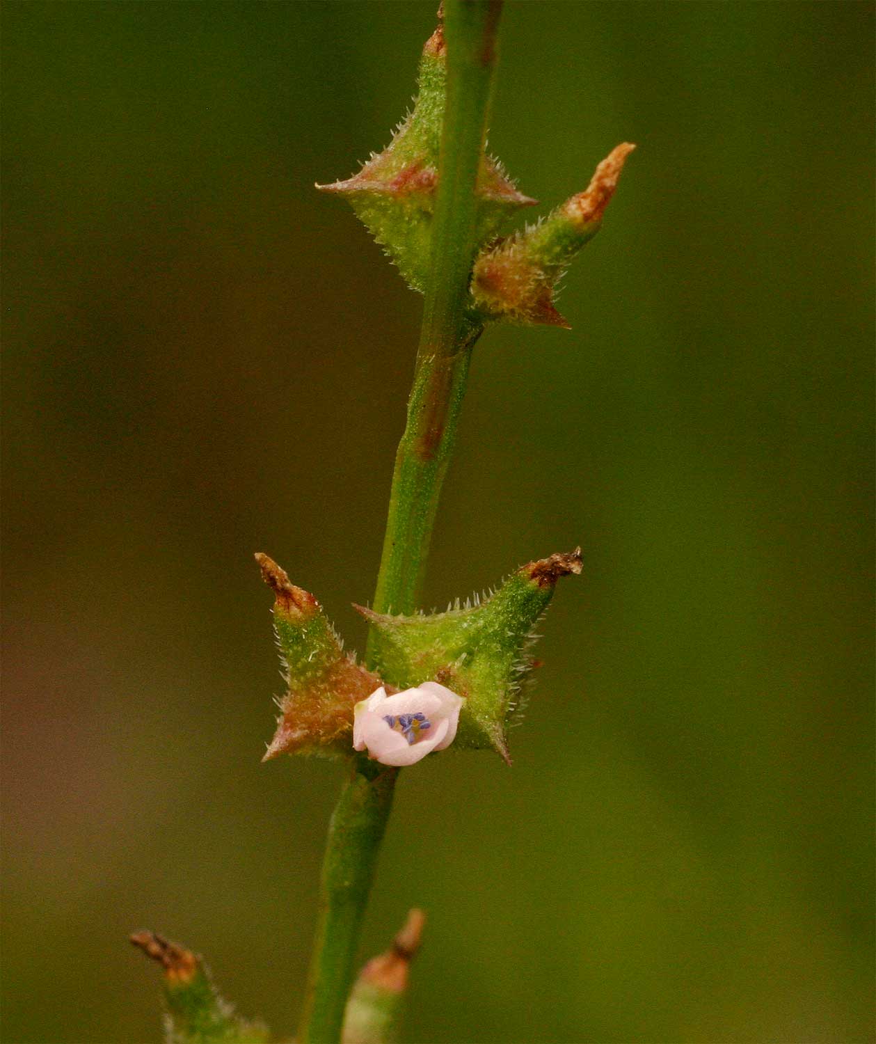Oxygonum sinuatum