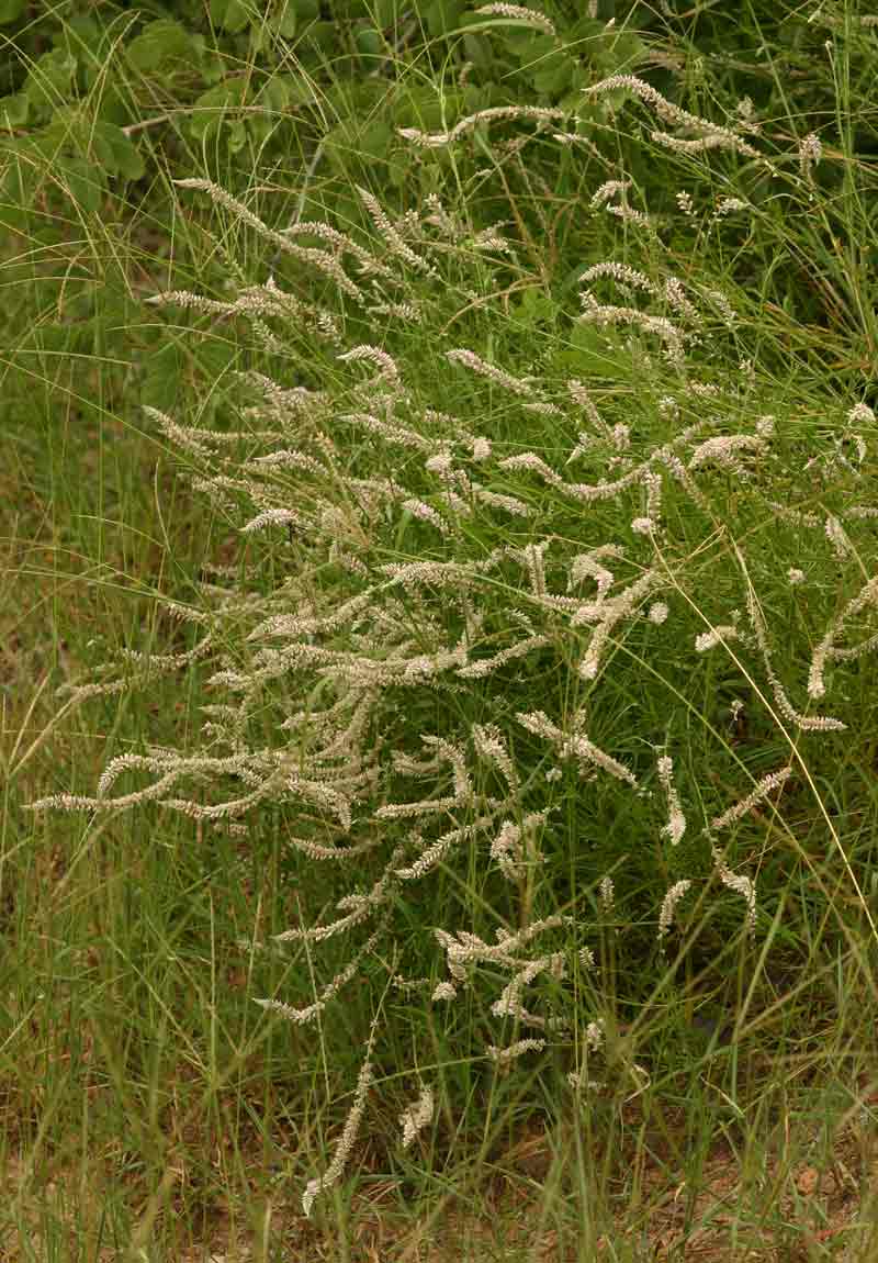 Hermbstaedtia odorata var. albi-rosea