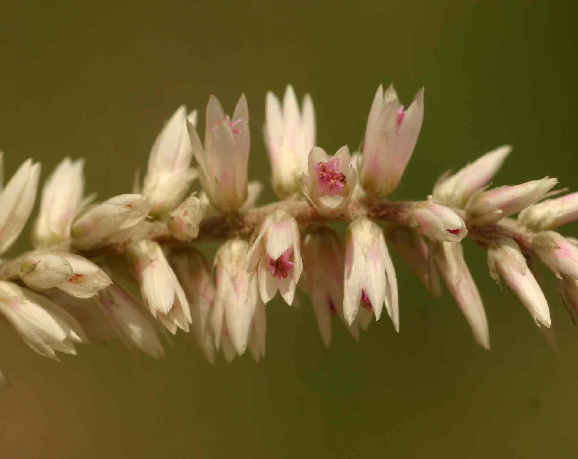 Hermbstaedtia odorata var. albi-rosea