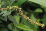 Amaranthus spinosus