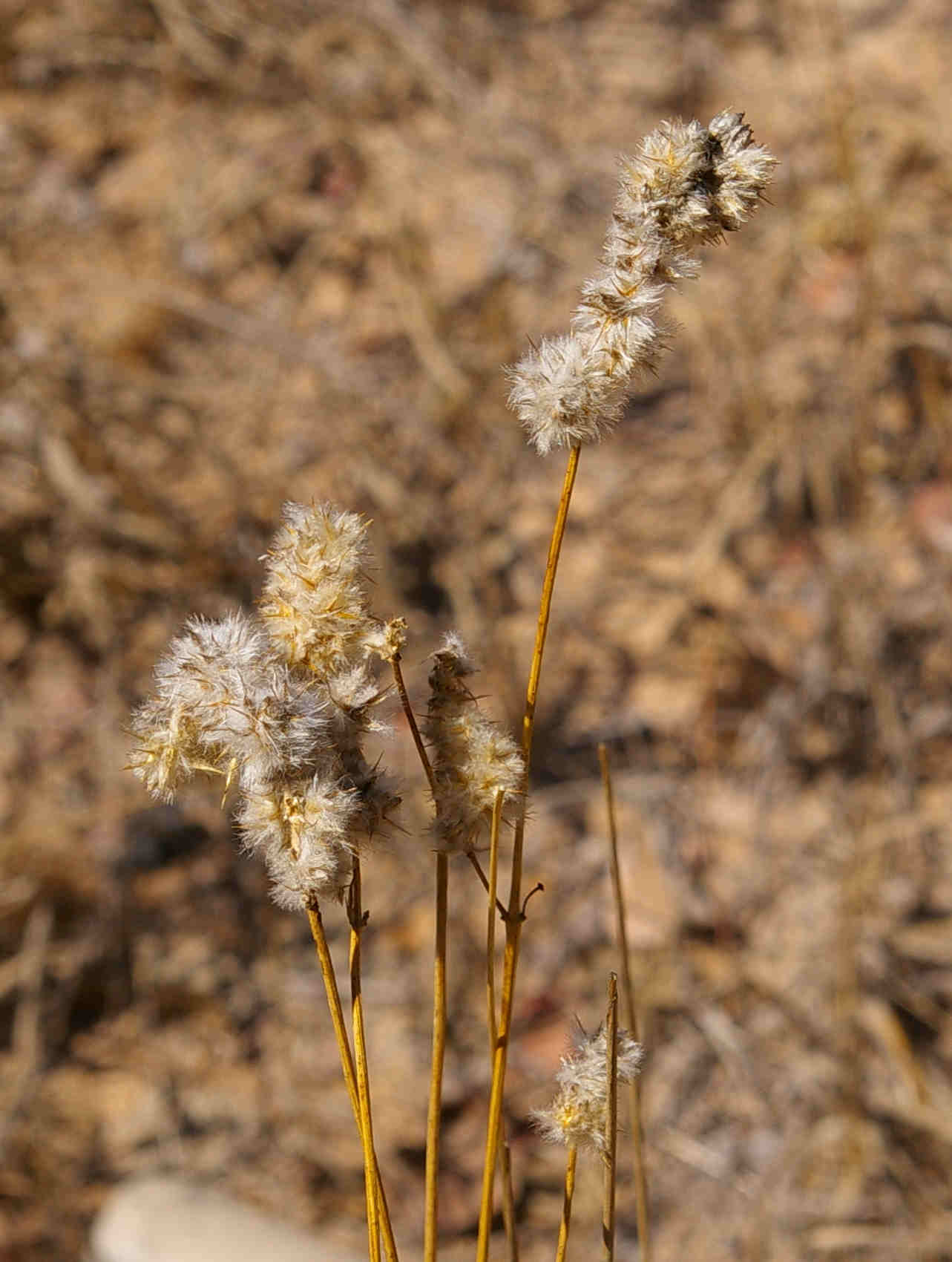 Kyphocarpa angustifolia