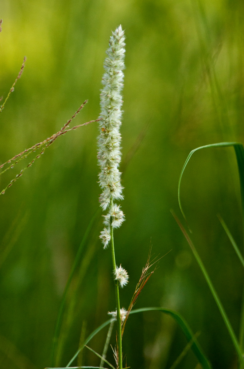 Kyphocarpa angustifolia