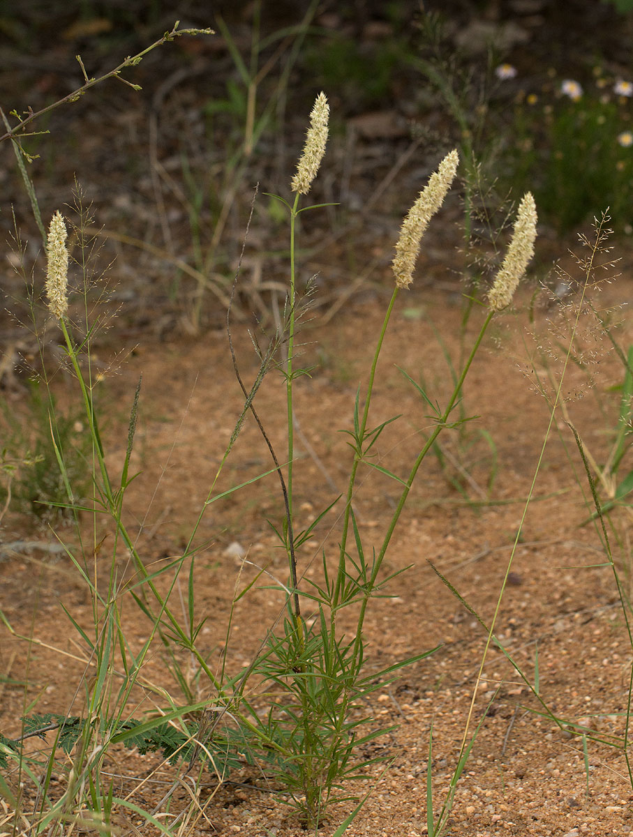Kyphocarpa angustifolia