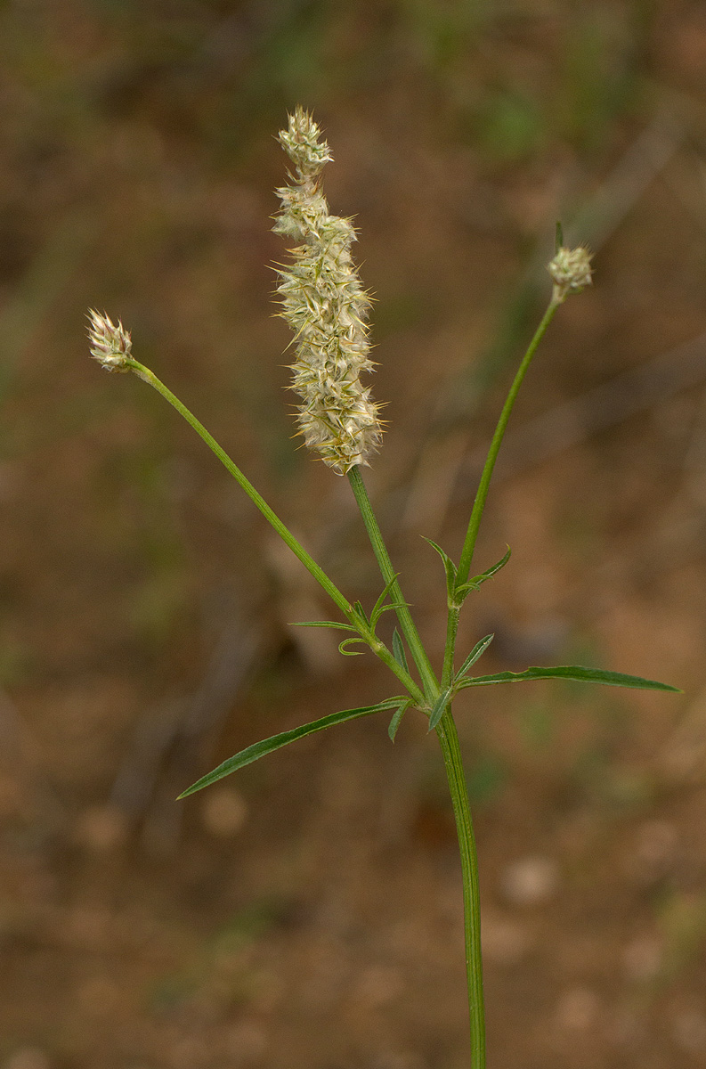 Kyphocarpa angustifolia