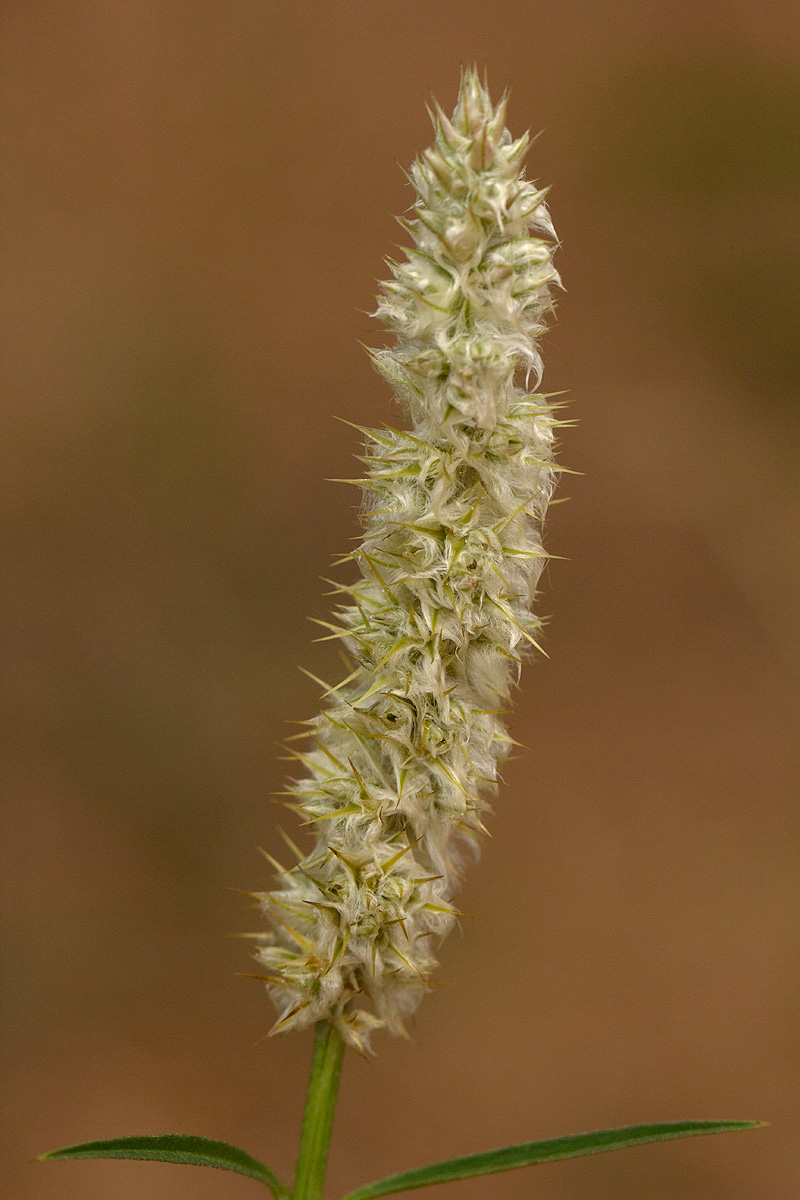 Kyphocarpa angustifolia
